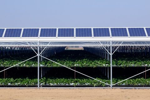 Energ A Agrovoltaica P Neles Solares Conviven Con Cultivos