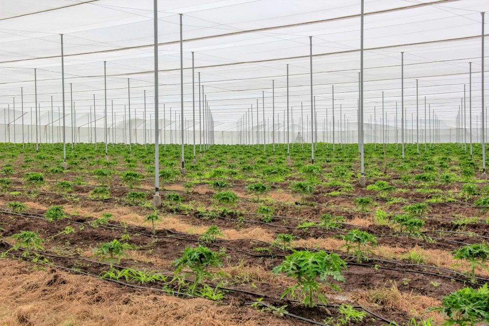 Amplían el registro al Programa de Energía Eléctrica para el Campo hasta abril de 2026